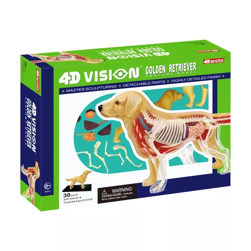 4d master golden retriever anatomy model – educational toy